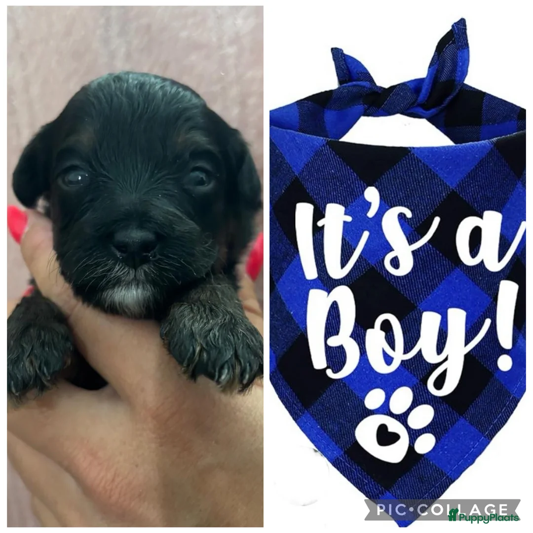 Kruising honden te koop: Super knappe boompoo pups  - Advertentie 1