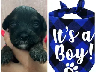 Kruising honden Super knappe boompoo pups - Advertentie 5