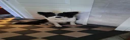 Border Collie honden te koop: Goed thuis gezocht voor Max en Juro - Advertentie 5