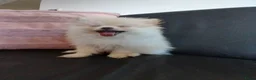 Pomchi honden te koop: Prachtige pomeriaan reu van 10 weken oud - Advertentie 1