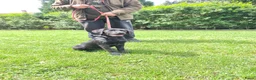 Labrador Retriever honden te koop: Fieldtrial labrador reu - Advertentie 2