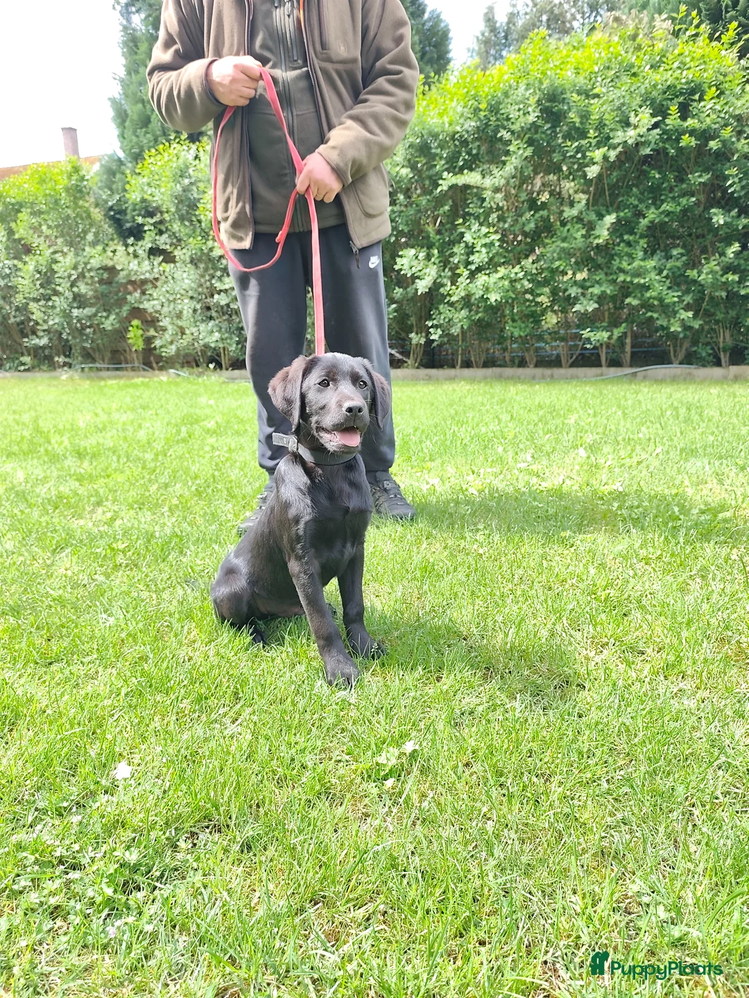 Labrador Retriever honden te koop: Fieldtrial labrador reu - Advertentie 2