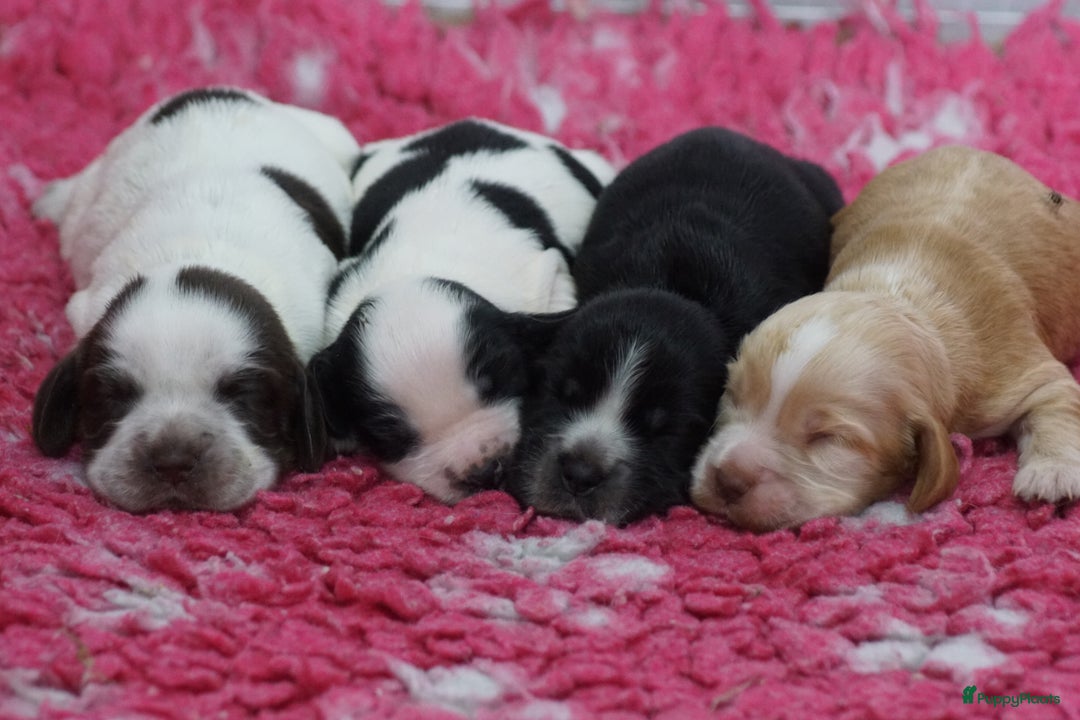 Engelse Cocker Spaniel honden te koop: Engelse Cocker Spaniel Pups met Stamboom  - Afbeelding 21
