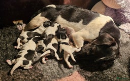Jack Russel Terriër honden te koop: Jack russel pups (laagbenig) in Baarle-Nassau - Afbeelding 23