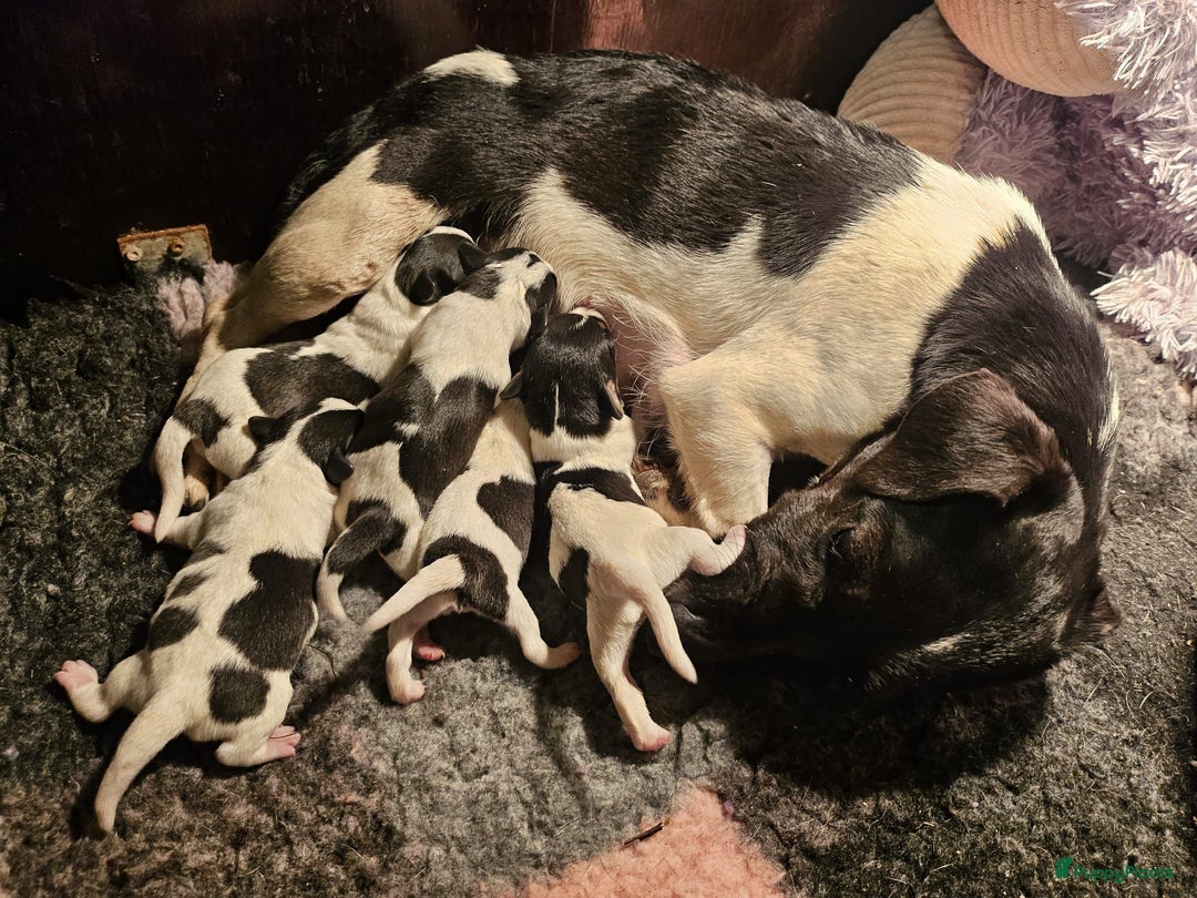 Jack Russel Terriër honden te koop: Jack russel pups (laagbenig) in Baarle-Nassau - Afbeelding 23