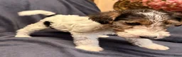 Fox Terriër Draadhaar honden te koop: Fox terriër Draadhaar pups te koop - Advertentie 5