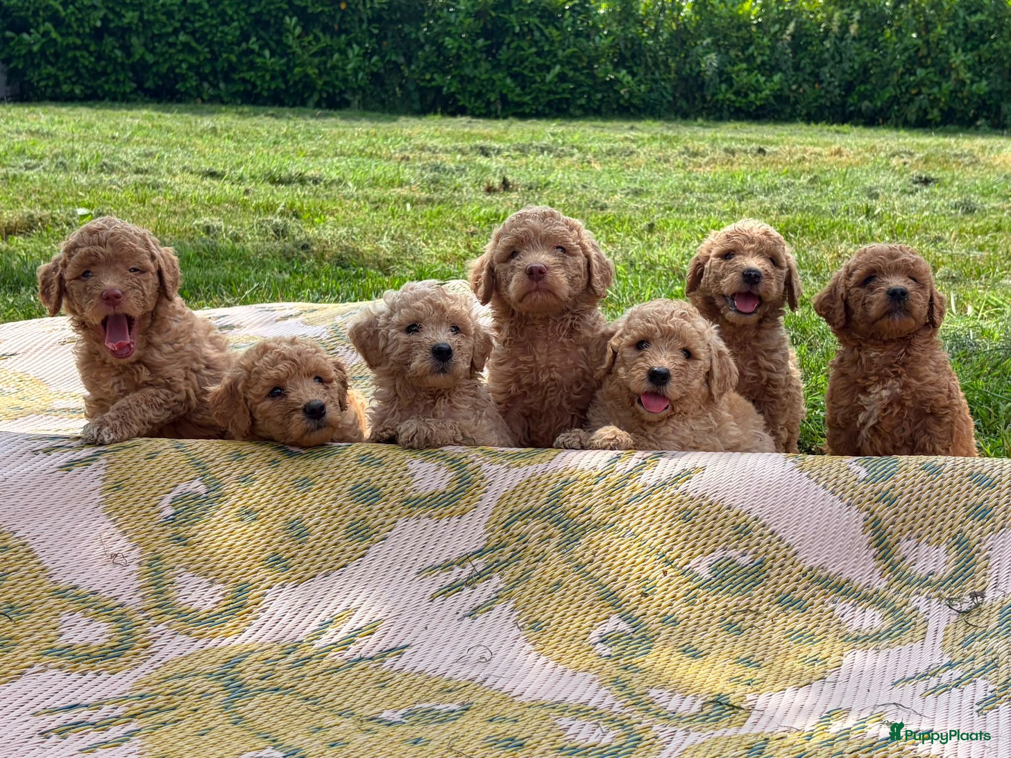 Labradoodle honden Lieve, mooie Labradoodle pups - Advertentie 1