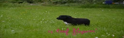 Kruising honden te koop: Prachtige puppy's Border-Collie/Golden Retriever - Advertentie 16