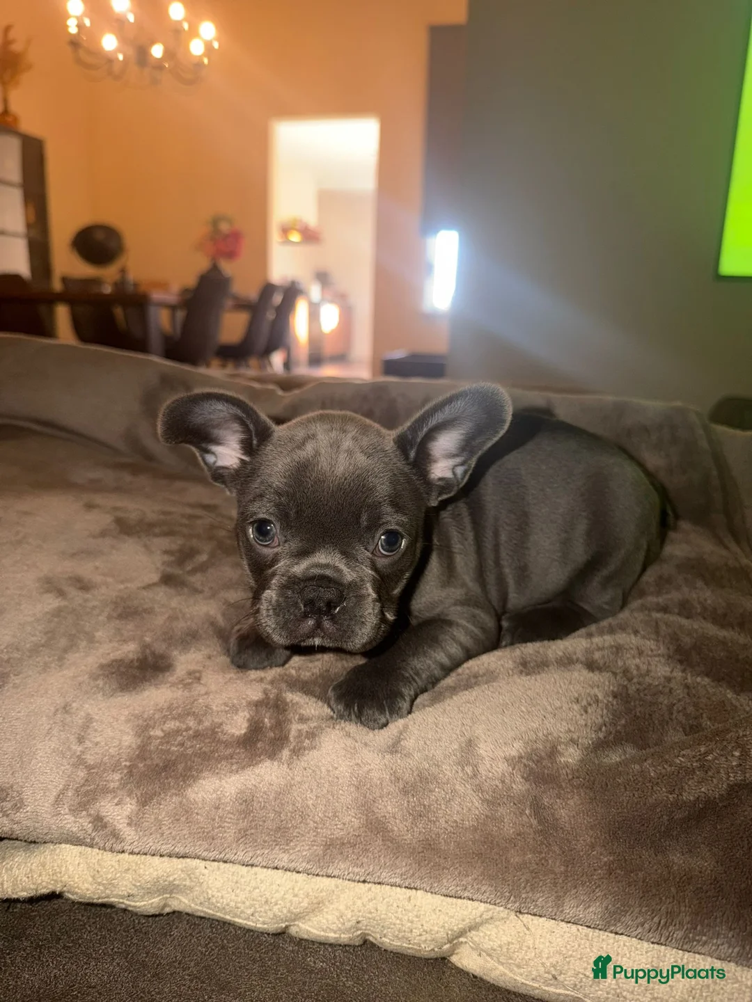 Franse Bulldog honden te koop: Mooie Franse bulldog pups lilac & blauw - Advertentie 9