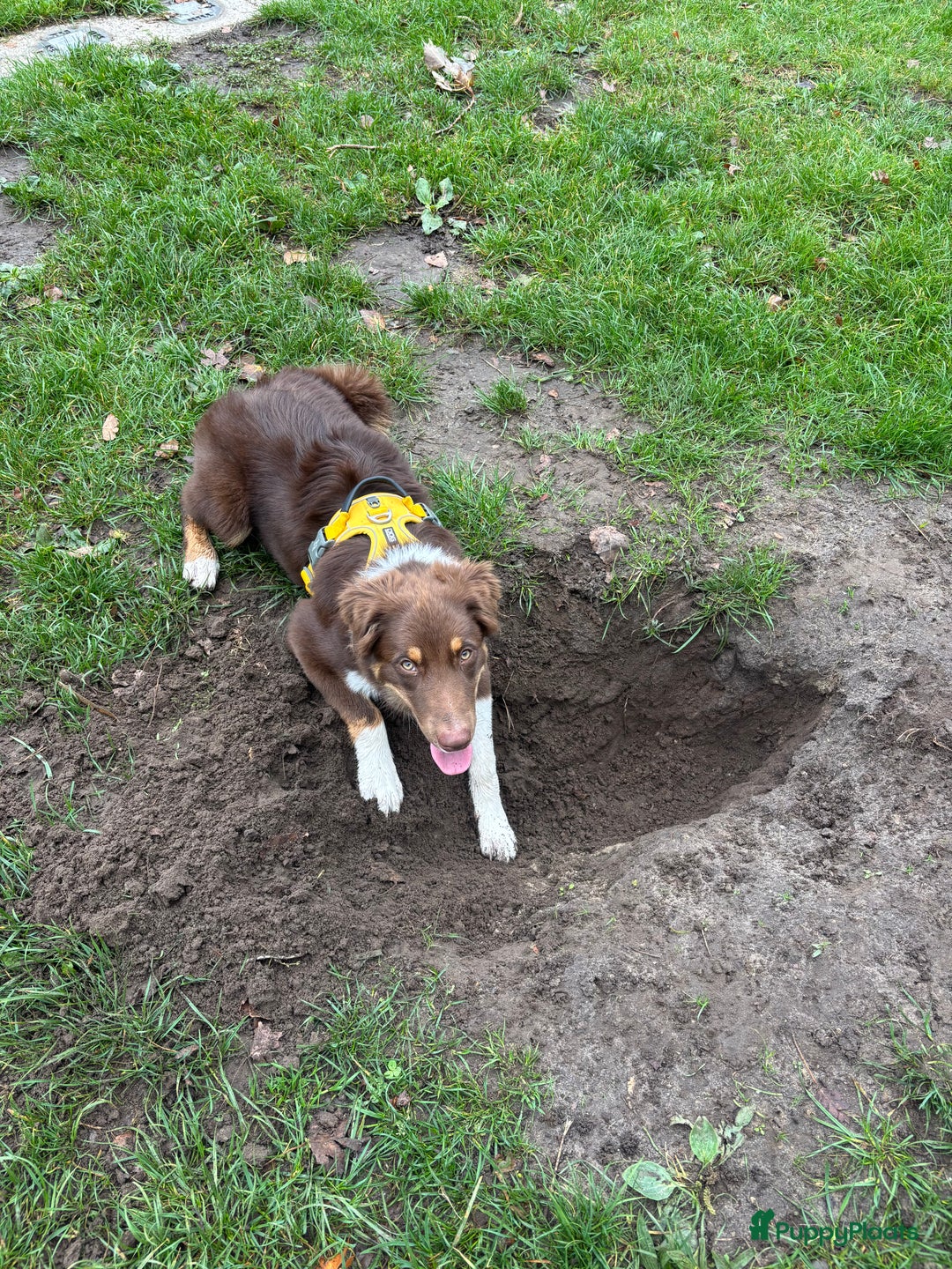 Australian Shepherd honden te koop: Australian Shepherd Bobbi - Advertentie 9