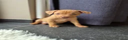Dwergpinscher honden te koop: Dwergpinschers pups te koop - Advertentie 6