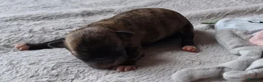 Chihuahua 2