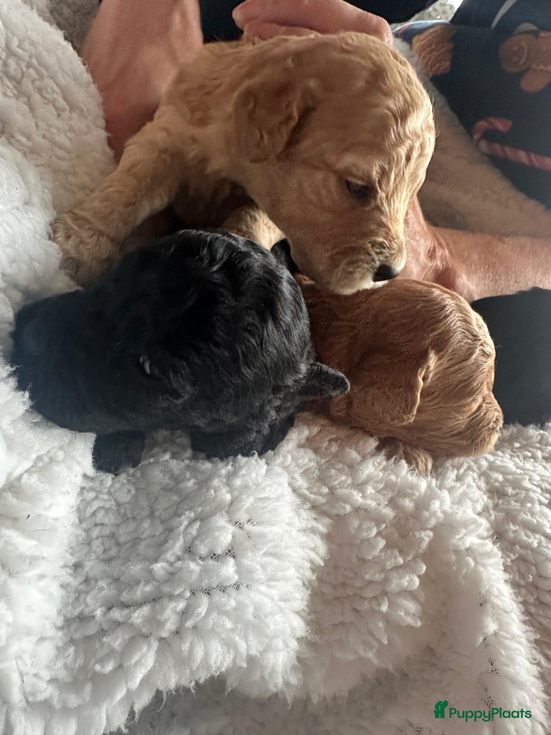 Labradoodle honden te koop: ✨ Liefdevol opgegroeide pups enkele te reserveren - Advertentie 4