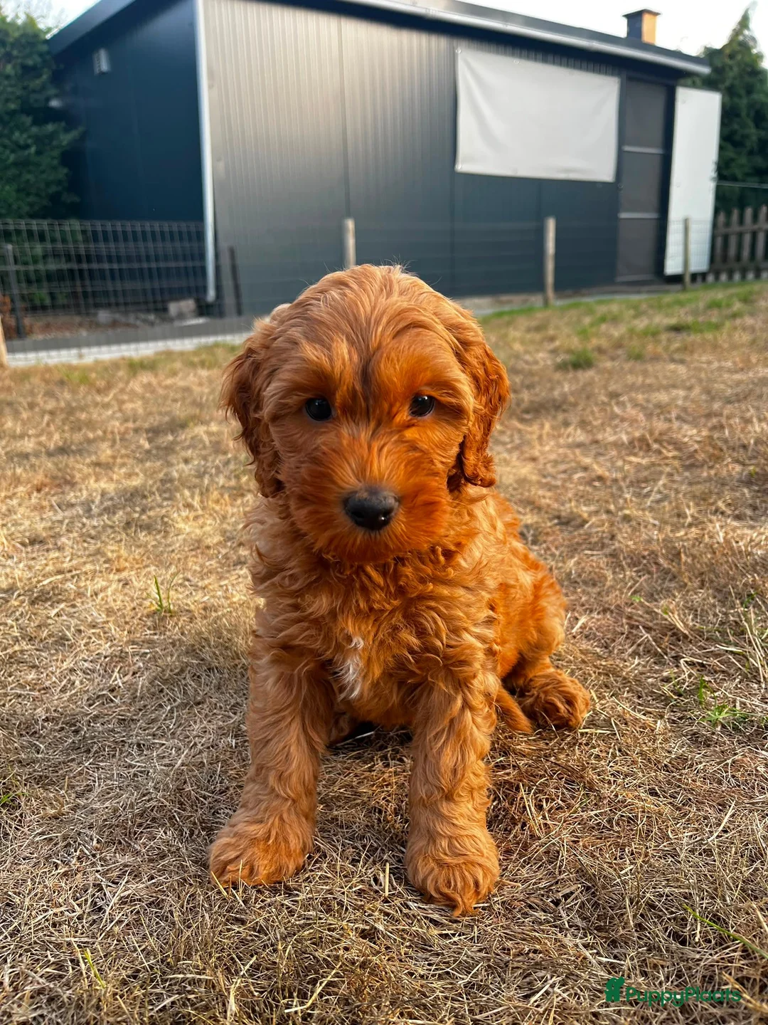 Kruising honden te koop: Prachtig nestje medium labradoodles - Advertentie 2