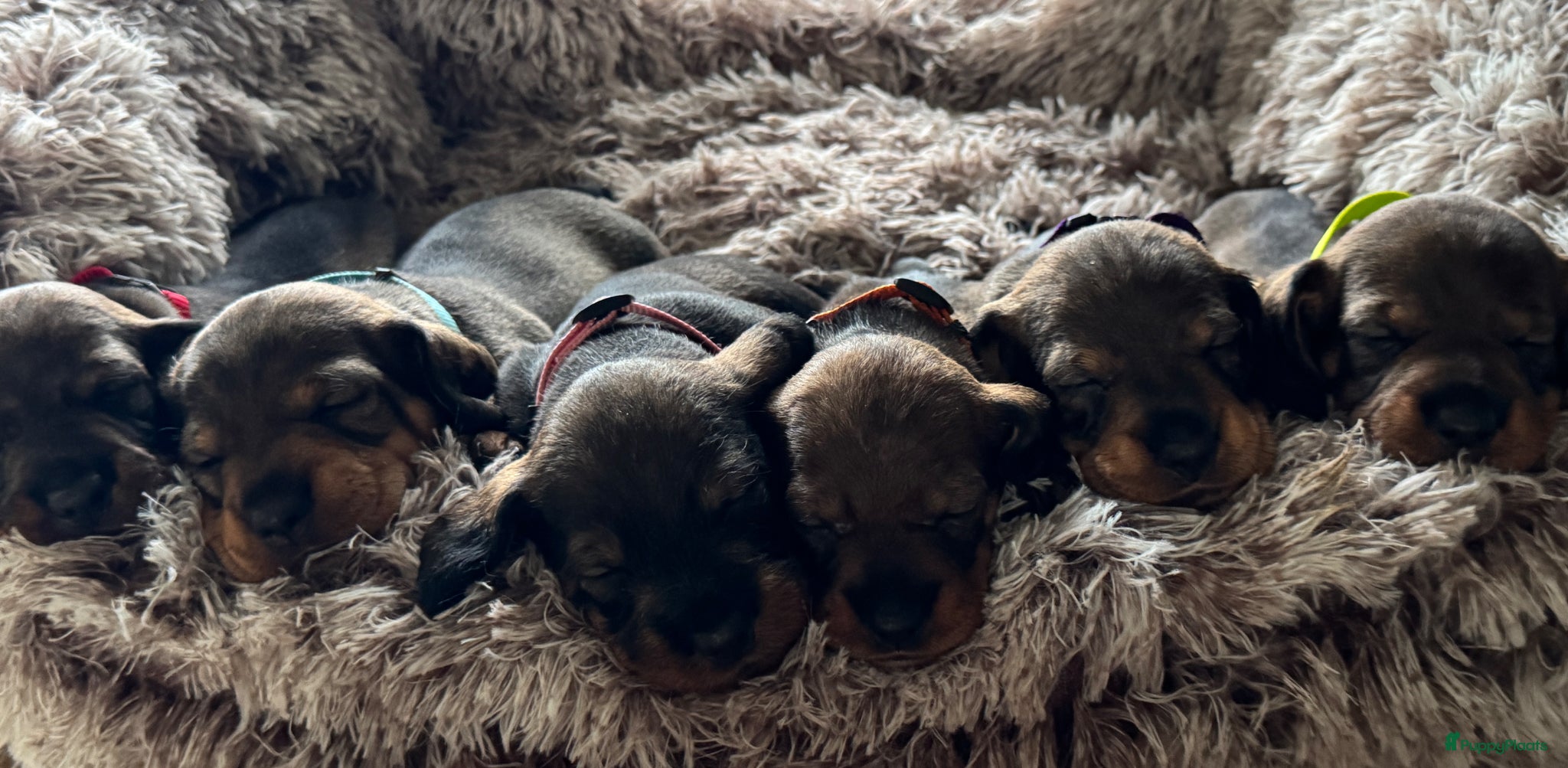Ruwhaar Teckel honden Ruwharige teckelpups lief karakter en jachtpassie - Advertentie 2