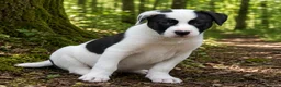 Kruising honden te koop: Laaste pup is nog op zoek naar een liefdevol thuis - Advertentie 2