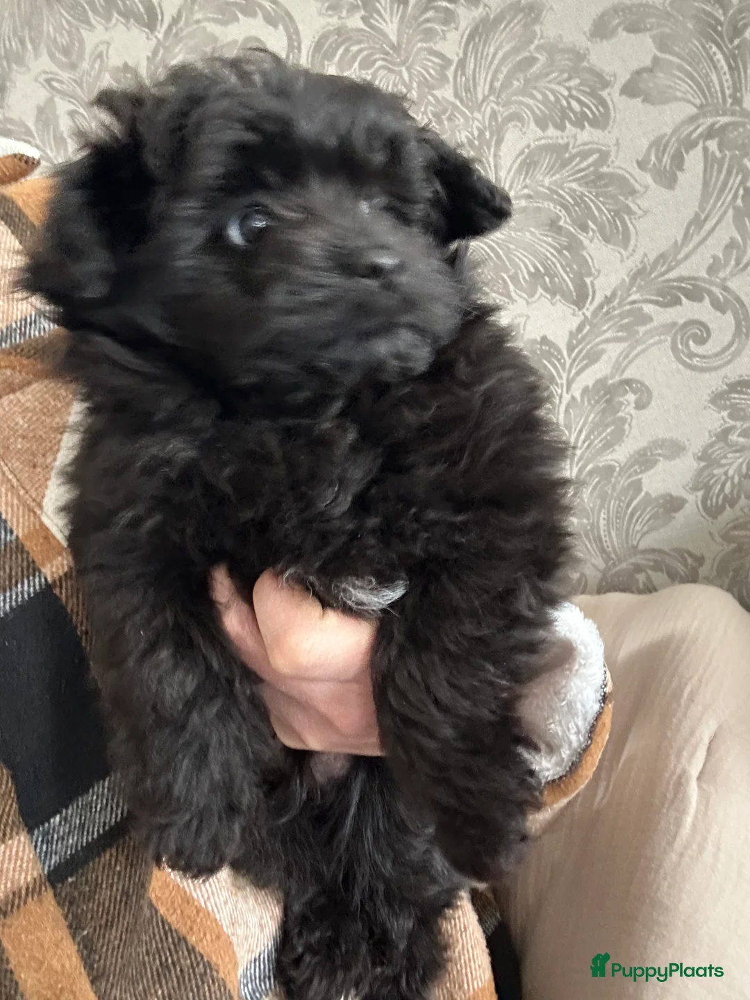 Kruising honden te koop: Mini doodle reu - Advertentie 5