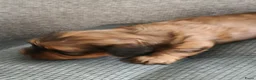 Havanezer honden te koop:  havanezerpups van geteste ouders met fci stamboom - Advertentie 6