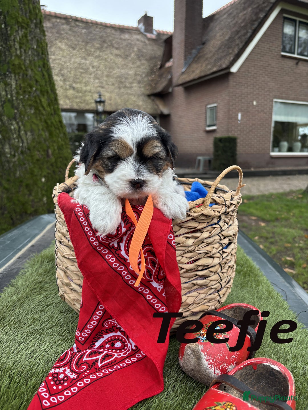 Kruising honden te koop: Schattige Boomer Puppy's - Advertentie 3