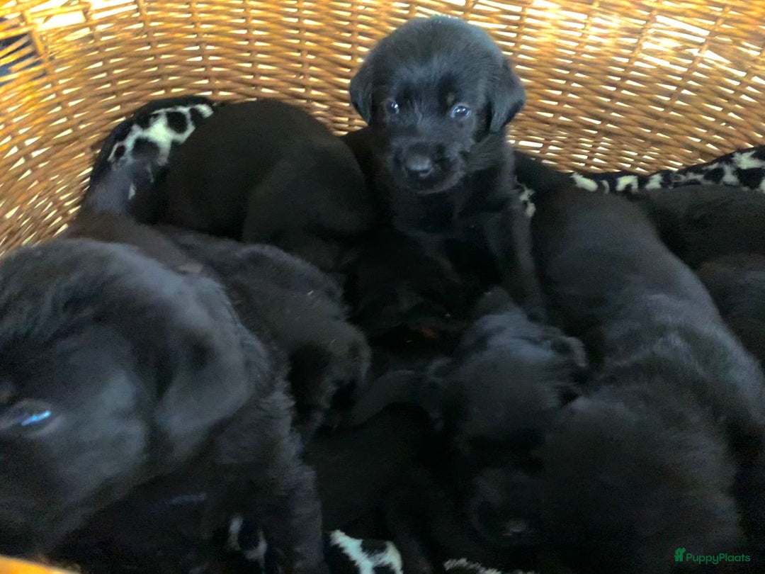 Kruising honden te koop: Puppy’s te koop – Labrador x Riesenschnauzer mix - Advertentie 16
