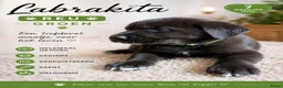 Kruising honden te koop: Labrakita pups - Advertentie 20