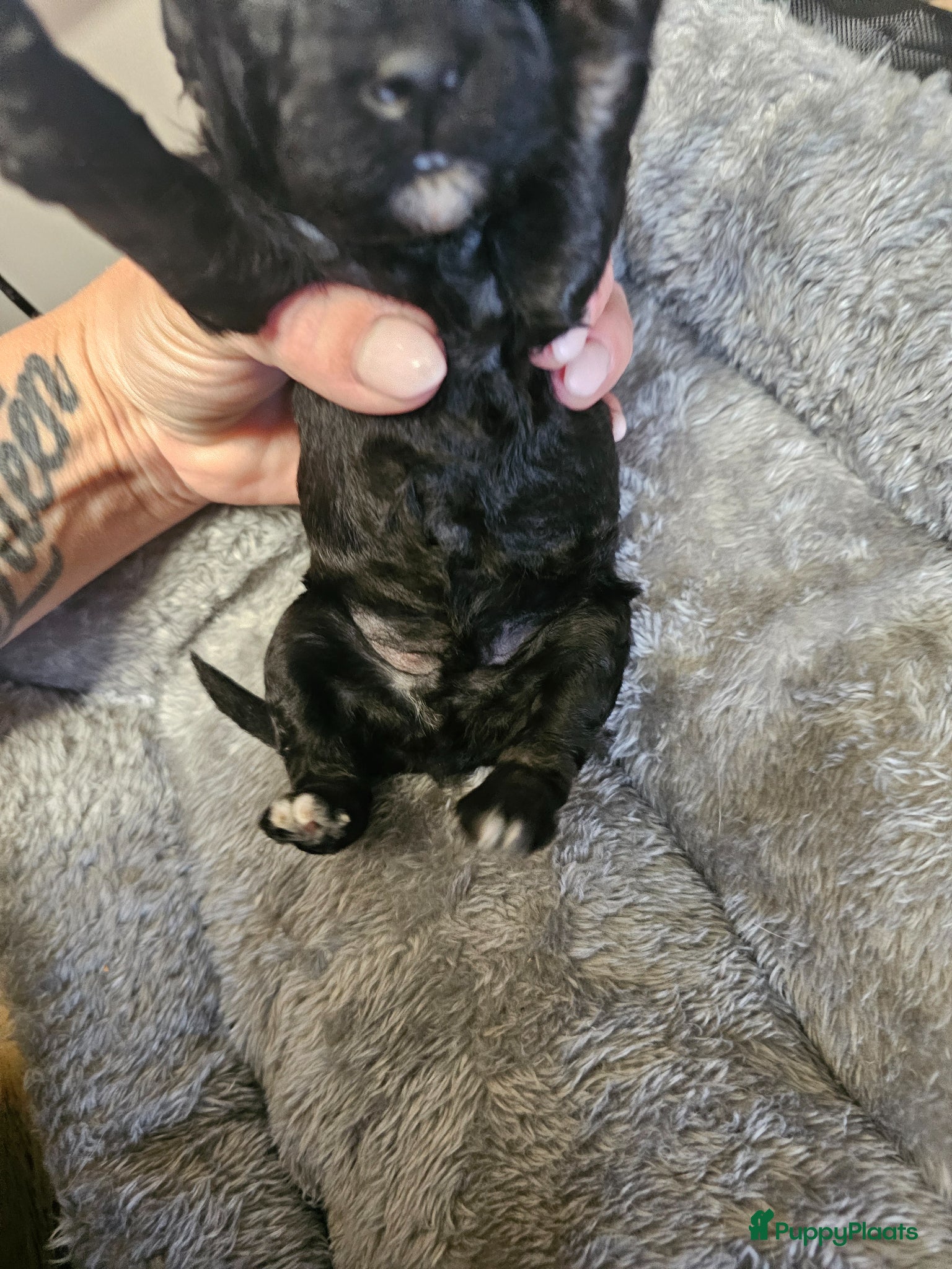 Poedel Toy honden te koop: Knappe toy poedel pups - Advertentie 21