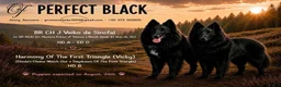 Groenendaeler honden te koop: Nog enkele teefjes beschikbaar in Hulst - Advertentie 2