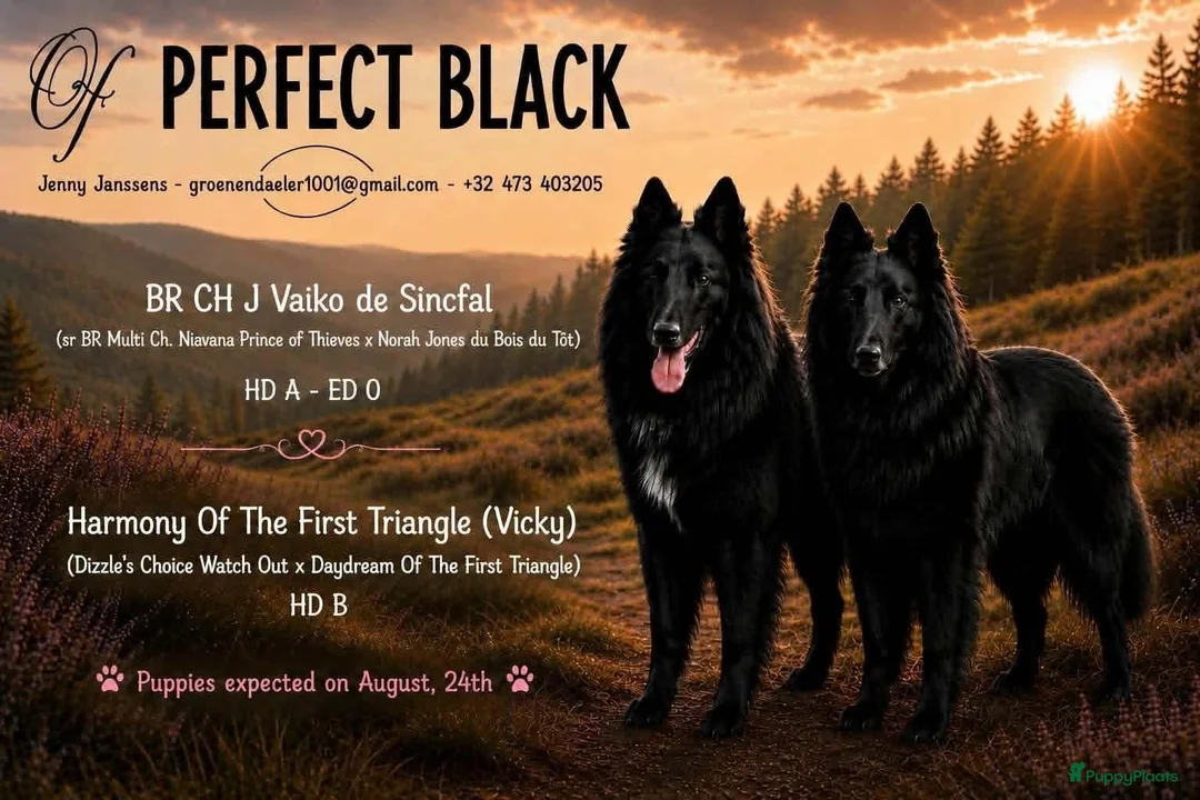 Groenendaeler honden te koop: Nog enkele teefjes beschikbaar in Hulst - Advertentie 2