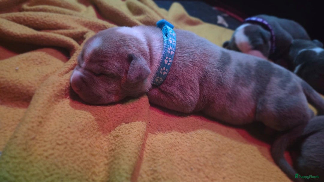 Amerikaanse Bully honden te koop: Hele lieve American bully xl pups - Advertentie 7