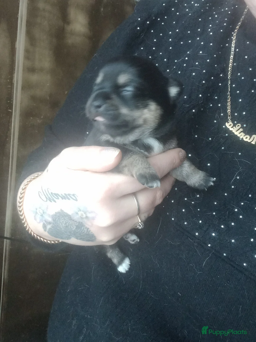 Chihuahua honden te koop: 4  chihuahua  pups - Advertentie 4