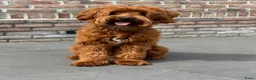 Australian Labradoodle honden te koop: Australian Labradoodle pups van geteste ouders - Advertentie 10