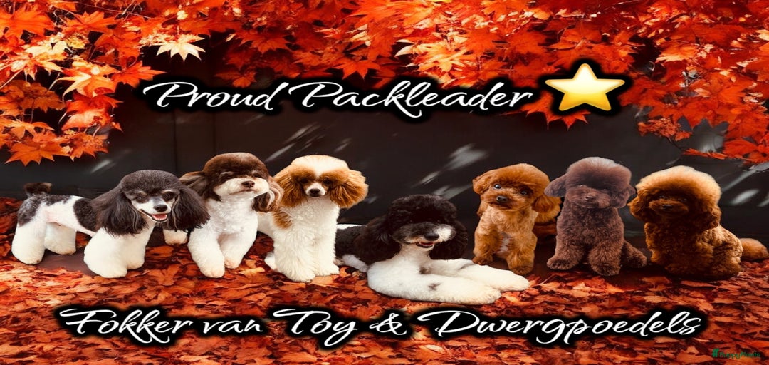 Galerij afbeelding {{count}}