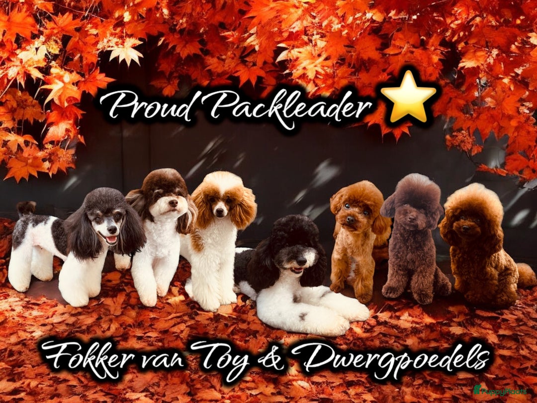 Galerij afbeelding {{count}}