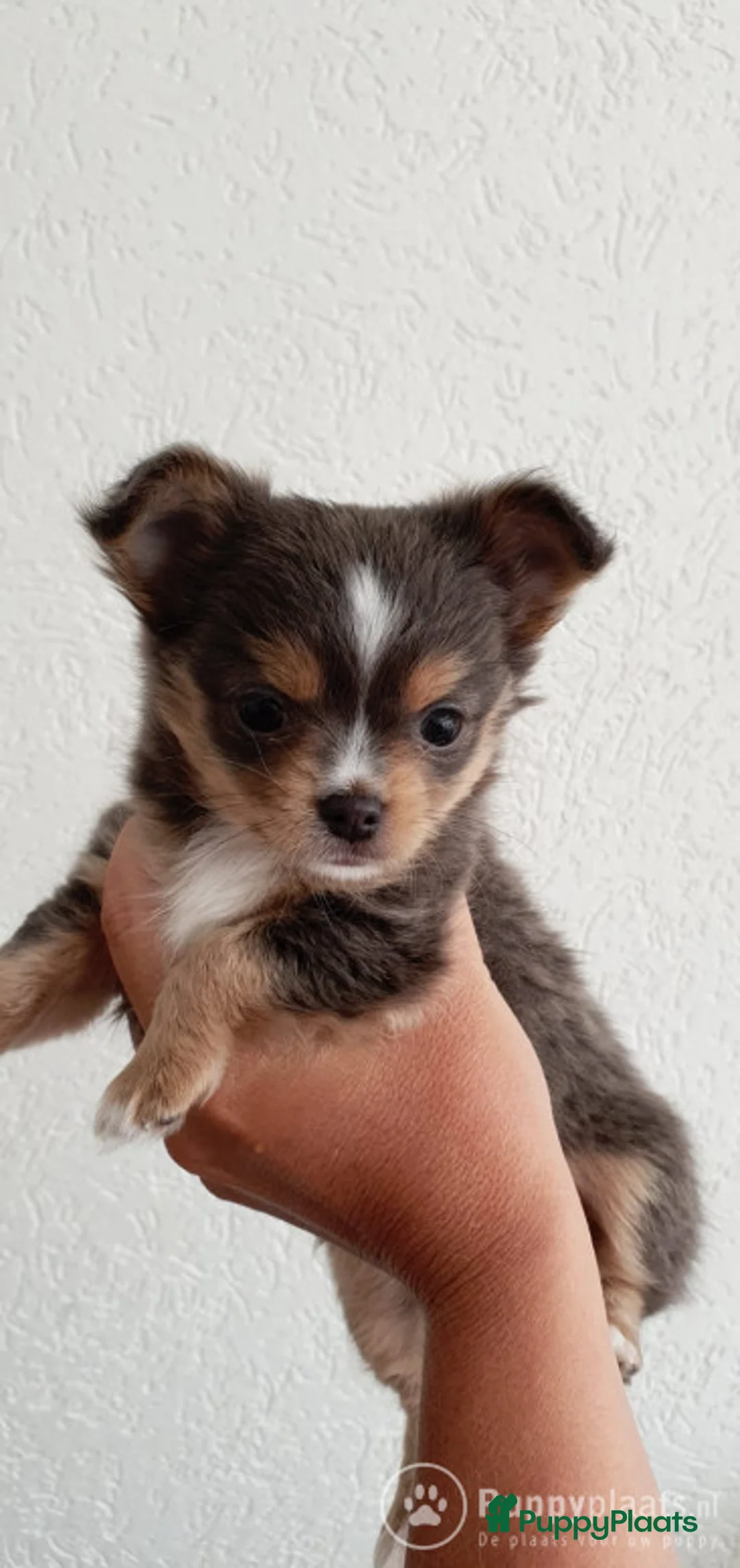 Chihuahua honden ter dekking: Grijze chihuahua Dekreu in Gendt - Advertentie 4