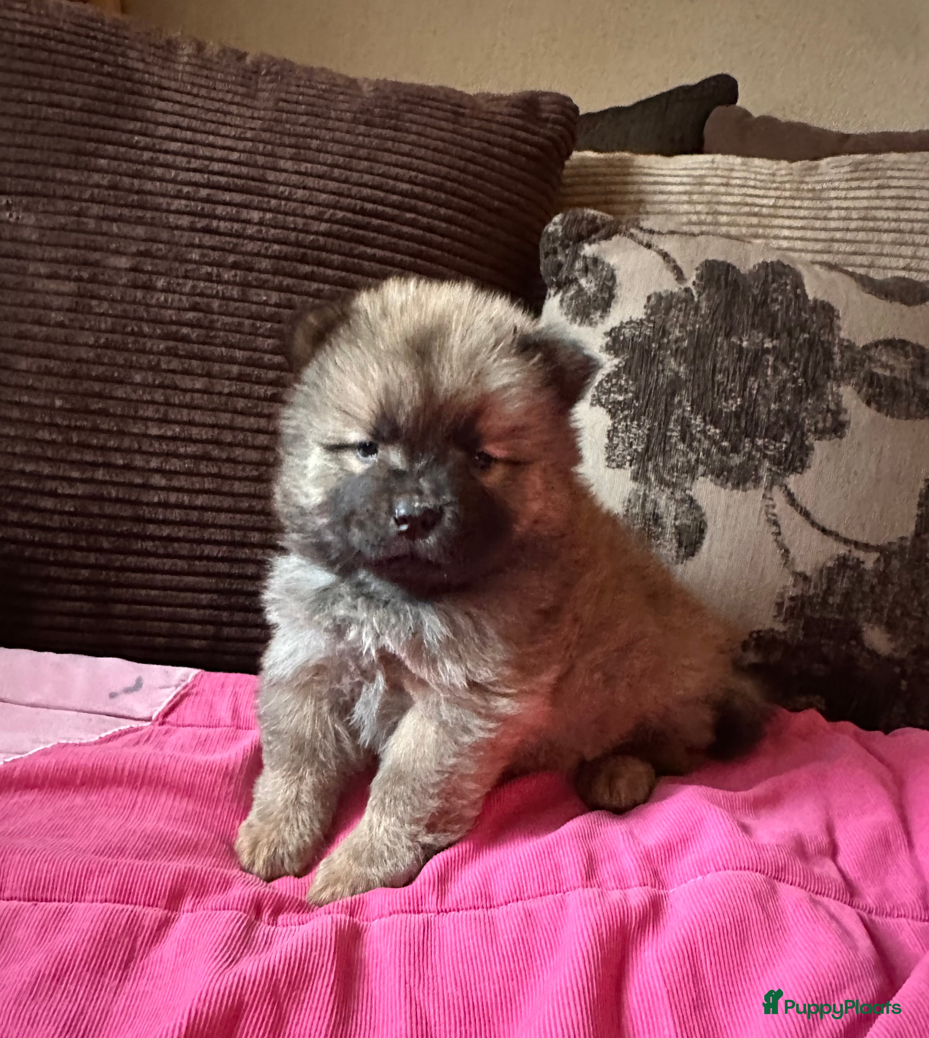 Chow Chow honden Mini Chow chow - Advertentie 1