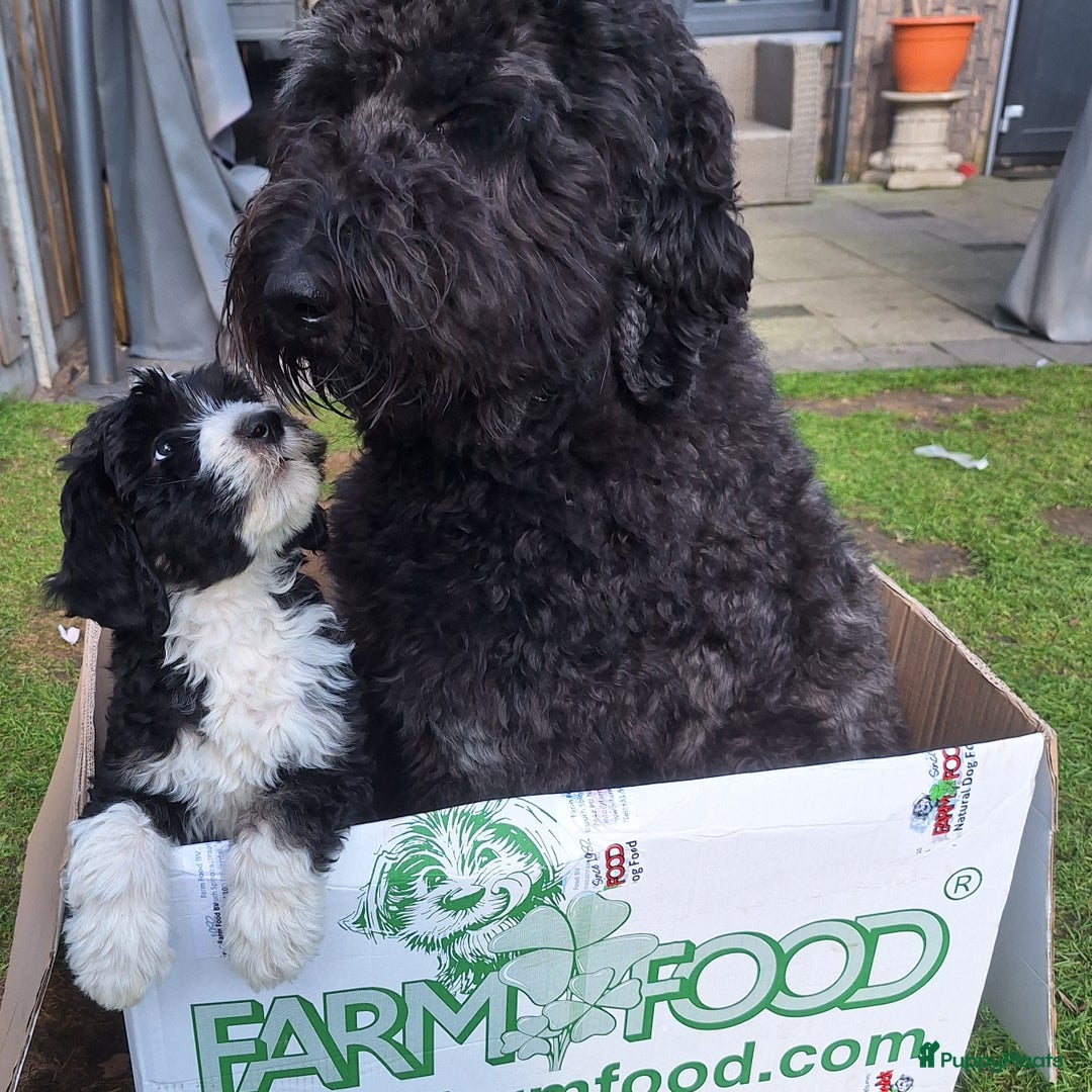 Bernedoodle honden te koop: Bernedoodles multigen - Afbeelding 17