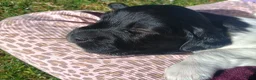 Friese Stabij honden te koop: Onze Donna heeft 6 pups - Advertentie 11