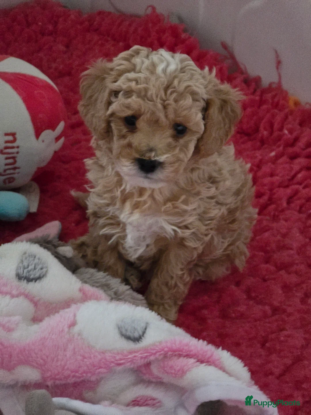 Maltipoo honden te koop: Mooie Maltipoo / toy poedel pup pups - Advertentie 26
