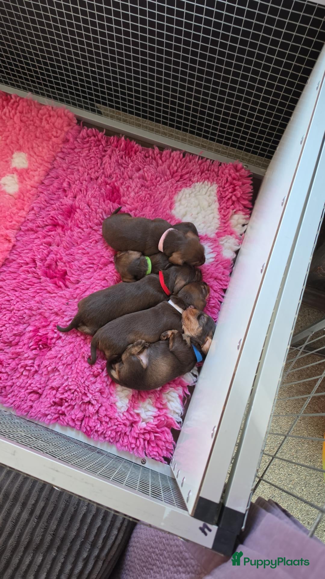 Ruwhaar Teckel honden Prachtige choco tan ruwhaar reutje beschikbaar - Advertentie 2