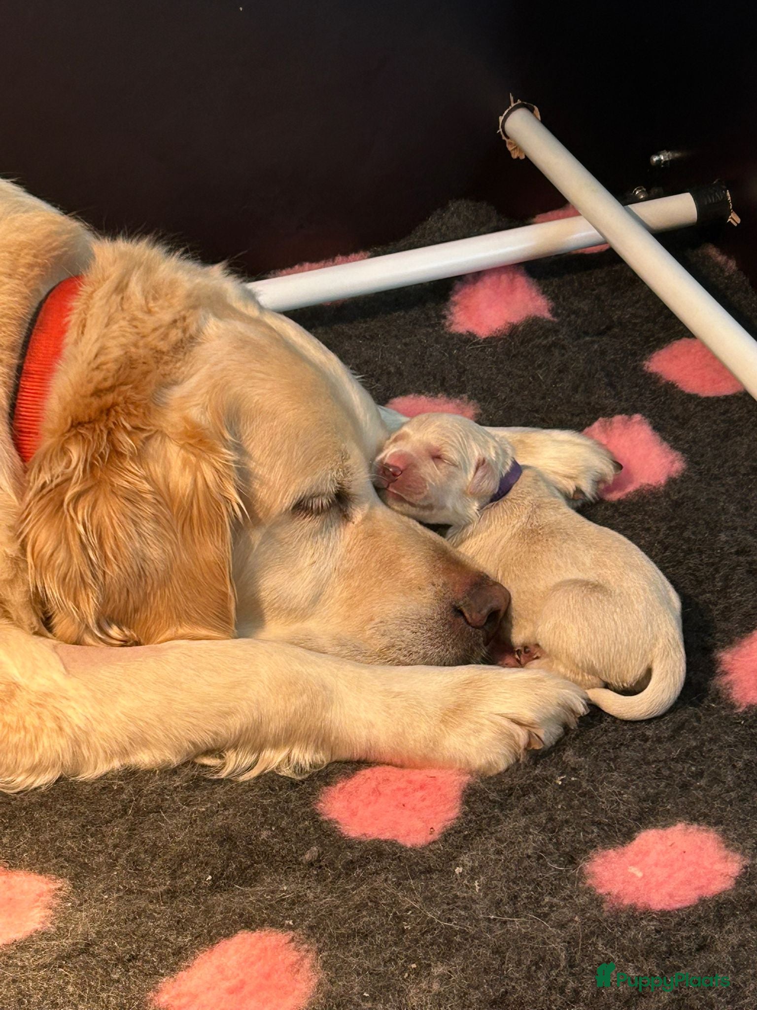 Golden Retriever honden te koop: Mooie witblonde golden retriever puppy’s  - Advertentie 1