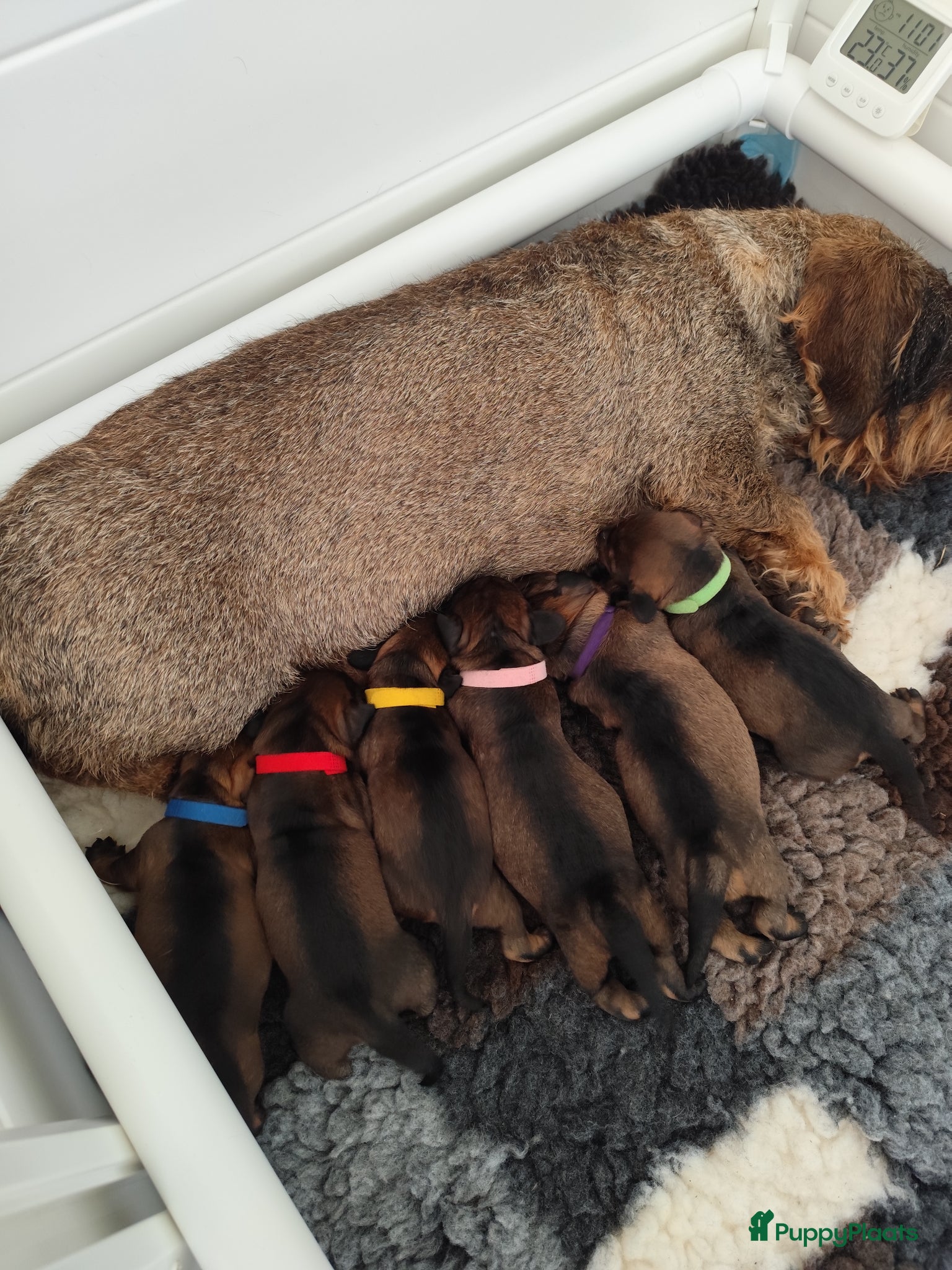 Ruwhaar Teckel honden Prachtige lieve ruwharige standaard teckel pups - Advertentie 9