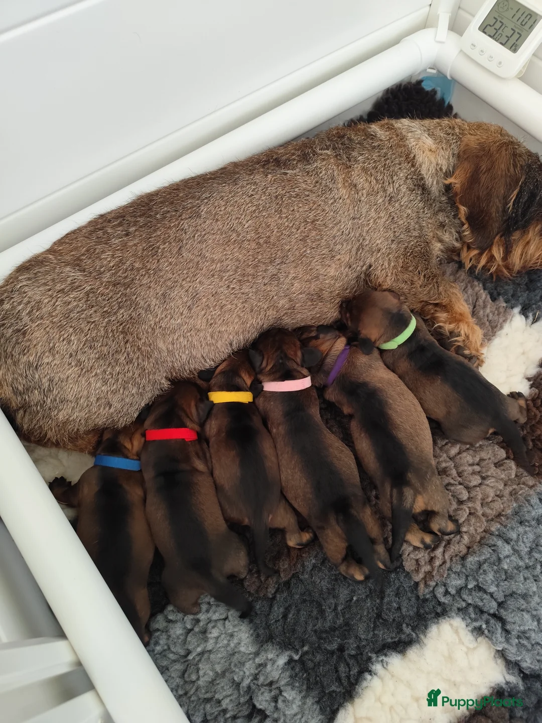 Ruwhaar Teckel honden te koop: Prachtige lieve ruwharige standaard teckel pups - Advertentie 1