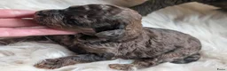 Labradoodle honden te koop: Mini labradoodle/poedel - Advertentie 3