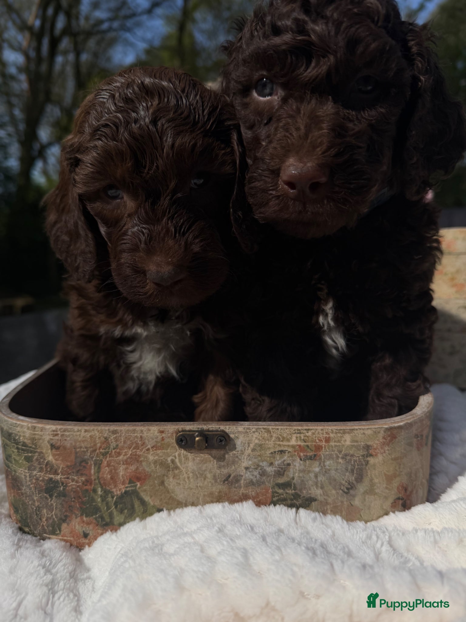 Australian Labradoodle honden Geweldig bruine medium Australian Labradoodle pups - Advertentie 1