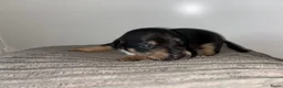 Jack Russel Terriër honden te koop: Gezonde Jack russell pups te koop - Advertentie 10