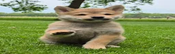 Kruising honden te koop: Shiba inu pups 8 weken (kwart pomeriaan) - Advertentie 9
