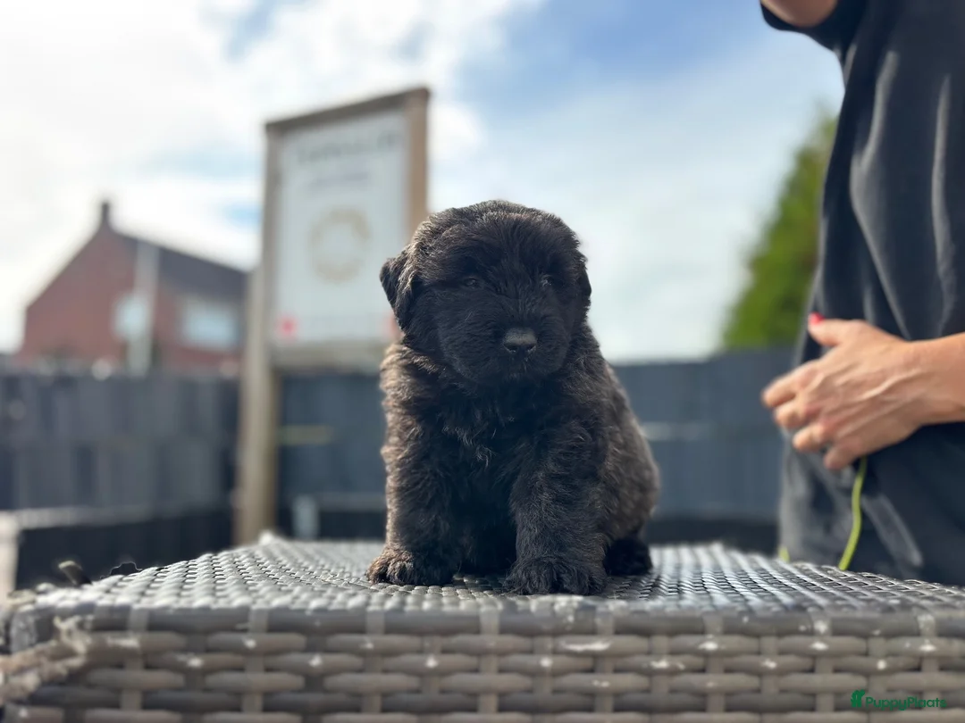Bouvier des Flandres honden te koop: 4 bouvier reutjes beschikbaar  - Advertentie 9