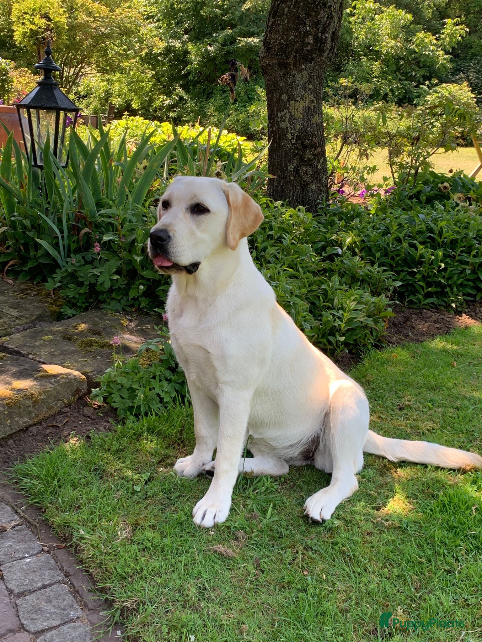 Labrador Retriever honden De ouders zijn van Uitmuntende afstamming! - Advertentie 1