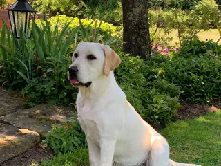 Labrador Retriever honden De ouders zijn van Uitmuntende afstamming! - Advertentie 1