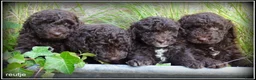Labradoodle honden te koop: Labradoodle  €700,00 prijs verlaagd ivm vakantie - Advertentie 4